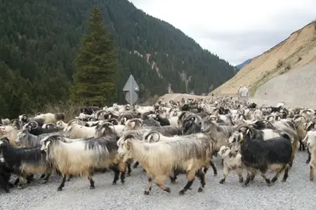 Der Bau der Autobahn Sibiu-Făgăraș beginnt